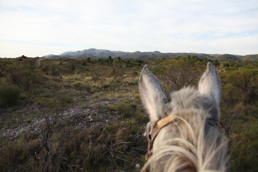 dapple grey lady near La Cumbre